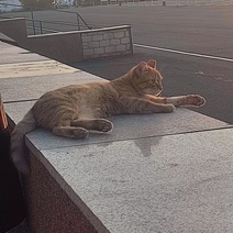 В Орске пассажиры бросили кота в аэропорту, не став платить за его перевозку