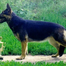 Житель Оренбурга считает, что его восточно-европейскую овчарку отравила бывшая жена