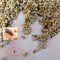 Из Оренбургской области пытались вывезти 22 тонны зараженного сафлора