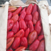 В Соль-Илецк вместе с крупной партией перца приехала картофельная моль