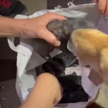 В Гае новорожденных щенят сложили в пакет и выкинули в мусорный контейнер