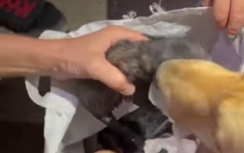 В Гае новорожденных щенят сложили в пакет и выкинули в мусорный контейнер