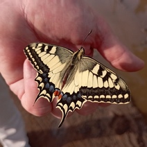 В Бузулукском бору спасли краснокнижную бабочку - махаона
