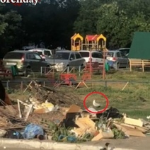 На оренбургском «море» мусора обитают чайки