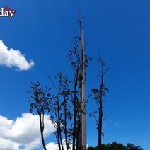 В Оренбурге многие молодые деревца не подают признаков жизни, но их поливают