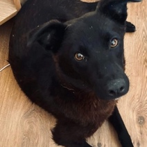 В Оренбуржье служба отлова вместо собаки-кусаки увезла домашнюю любимицу