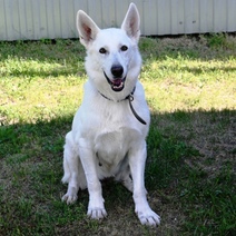 В Оренбурге ищут новый дом для служебной овчарки Леси