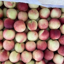 В Оренбуржье из Узбекистана пытались завезти огромную партию нектаринов с опасной гнилью