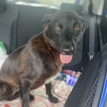 В Оренбуржье отловленную по ошибке домашнюю собаку нашли живой и невредимой