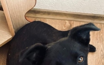 В Оренбуржье служба отлова вместо собаки-кусаки увезла домашнюю любимицу