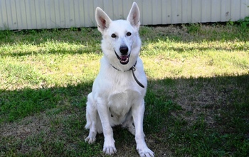 В Оренбурге ищут новый дом для служебной овчарки Леси