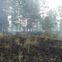 Под Сорочинском произошел серьезный пожар в лесничестве