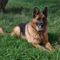 В Оренбурге служебная немецкая овчарка Айседора ищет нового хозяина