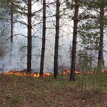 Под Сорочинском второй день подряд горят леса