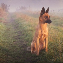 На пункте пропуска Илек несладко жилось служебным собакам