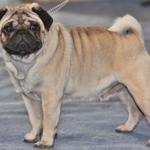 18-летняя оренбурженка лишилась денег при покупке мопса