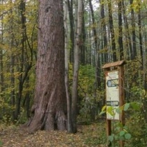 Царица-сосна из Бузулукского бора стала третьей в конкурсе «Российское дерево года 2022»
