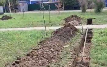В Оренбурге в парке в Южном погибают деревья