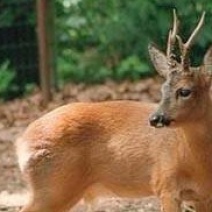 Желающих поохотиться на косуль в Оренбуржье оказалось в 30 раз больше квоты