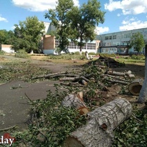 В Оренбурге на территории школы массово вырубили деревья