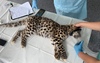 В Приморье спасли котенка дальневосточного леопарда