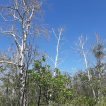 В Оренбуржье из-за водянки засыхают березы