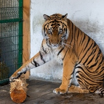Покалеченный в Бузулуке тигренок Гектор едет домой