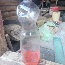 В Саракташском районе годовалый ребенок, гулявший в одиночестве, выпил бензин