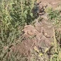 В Акбулакском районе горе-фермеры загрязняют поля