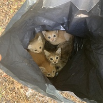 В Оренбурге, словно мусор, выкинули четырех котят