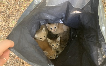 В Оренбурге, словно мусор, выкинули четырех котят
