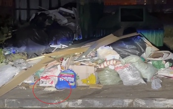 В Оренбурге на мусорной площадке в очередной раз заметили крыс