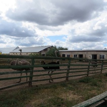 Ферма в одном из сел Оренбуржья стала официальным зоопарком