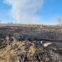 Орчанину за сгоревшие 60 га степи грозит крупный штраф