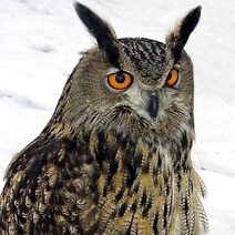 Краснокнижный филин на выставку в Оренбург прилетел без документов