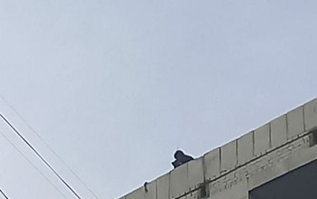 В Оренбурге спасли кота, больше недели просидевшего на балконе