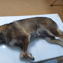 В Оренбурге автохам на глазах детей и взрослых сбил собаку