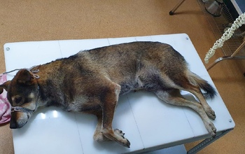 В Оренбурге автохам на глазах детей и взрослых сбил собаку