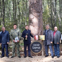 Оренбуржцы не зря усиленно голосовали за бузулукскую сосну