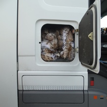 В Оренбуржье на границе задержали фуру со спрятанными рысьими шкурами