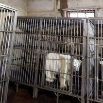 Россельхознадзор озвучил результаты проверки в оренбургском цирке