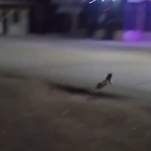 В Кувадыке подросток швырнул на крышу магазина кошку