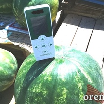 В Соль-Илецке женщину обманули под предлогом сертификации сезонных арбузов