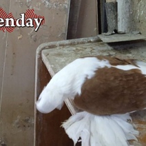 В Оренбургской области тоже появились голуби-«зомби»