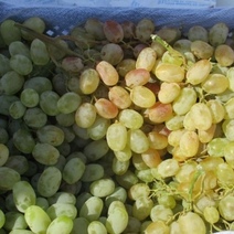 В Оренбургской области выявлена зараженная партия винограда