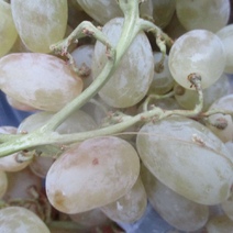 В Оренбургской области выявлены зараженные партии винограда