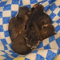 В Оренбурге ночью в мусорном баке нашли котят