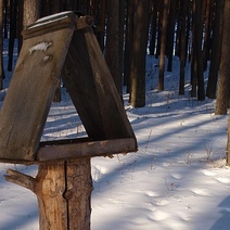 В Синичкин день оренбуржцев просят сделать кормушки для птиц