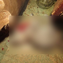 Житель Октябрьского района жестоко расправился с маленьким котёнком (18+)