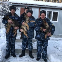 В Оренбургскую область на службу приезжают пять щенков немецкой овчарки